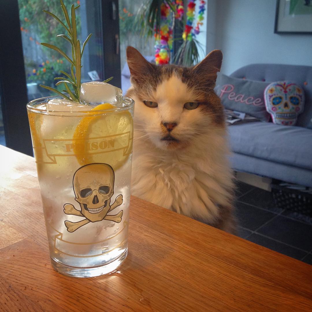Barfly Cat’s favourite G&T glass