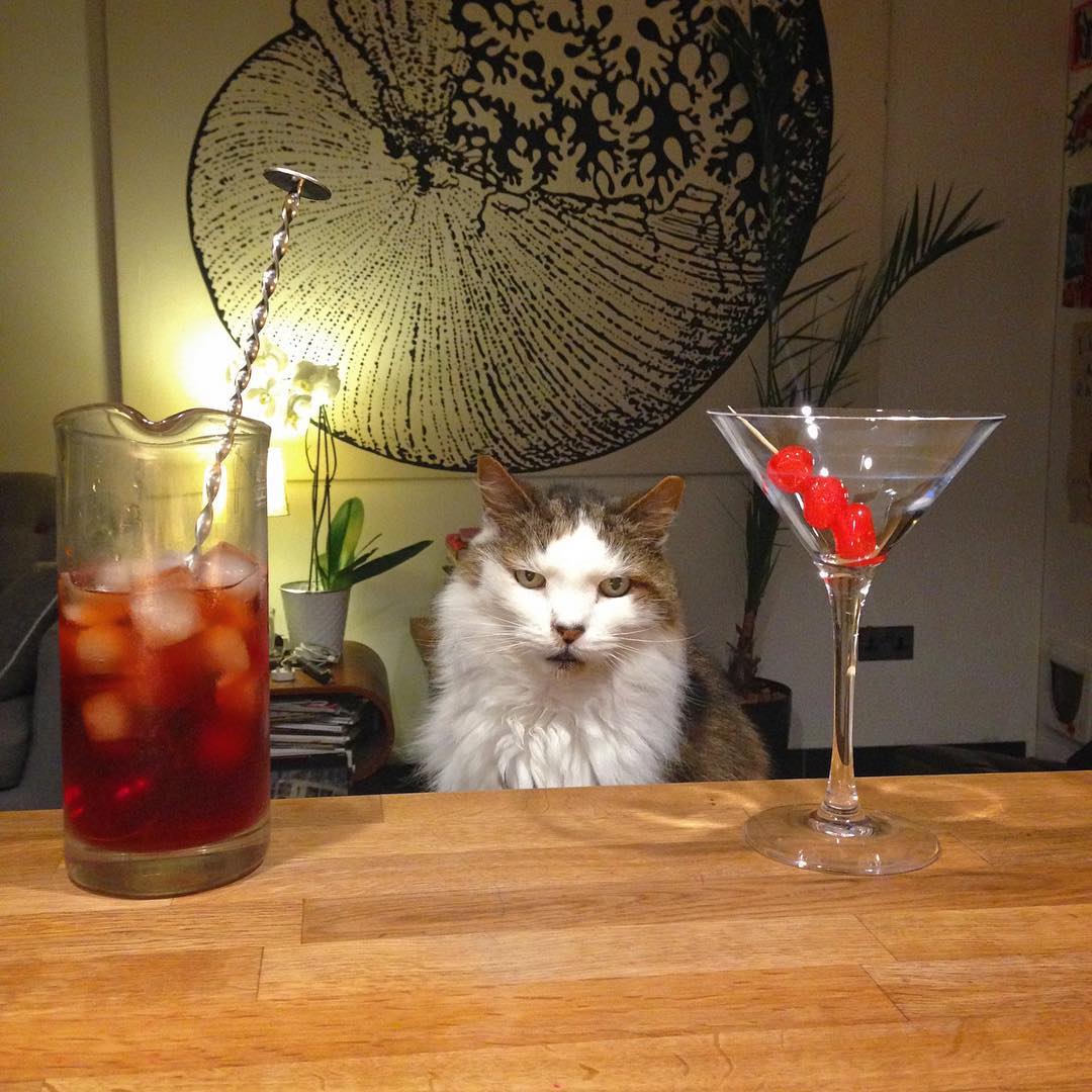 First cocktail with Ferris after a 3 week holiday