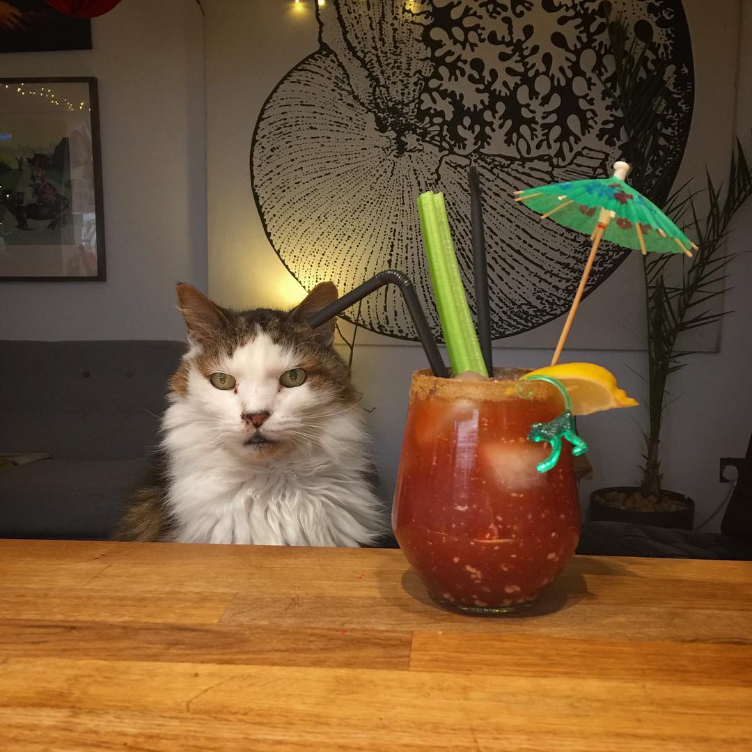 Claw of the cat that scratched you. Rum Bloody Caesar for with Ferris @welcometomybar