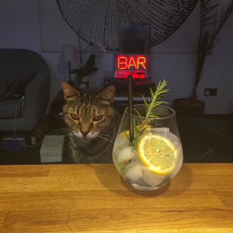 Cats and cocktails