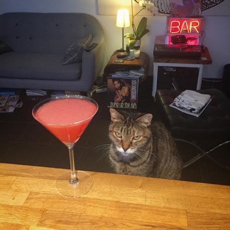 Cats and cocktails