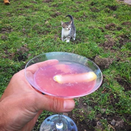 Cats and cocktails