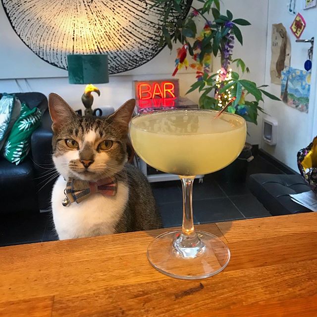 Friday’s The Last Word. Another one of my favourite cocktails, and possibly features all our most expensive ingredients. Especially the cat, Drinks cherries